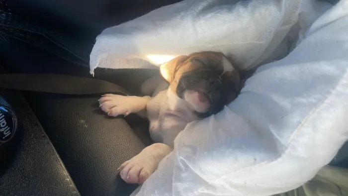 Buldog Francês