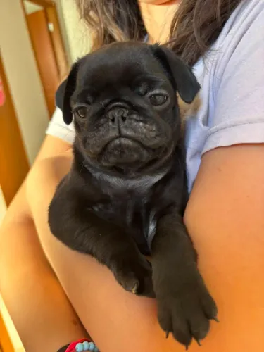 Filhotes de pug
