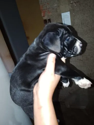 Filhote de Pitbull