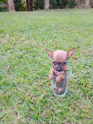 Cachorro disponível