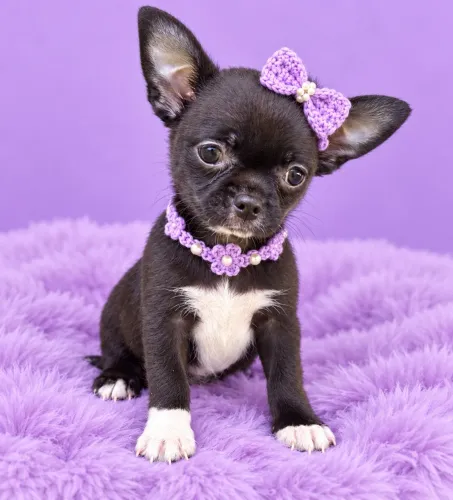 Chihuahua fêmea pelo curto preta pedigree
