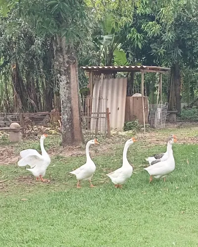 Aves 