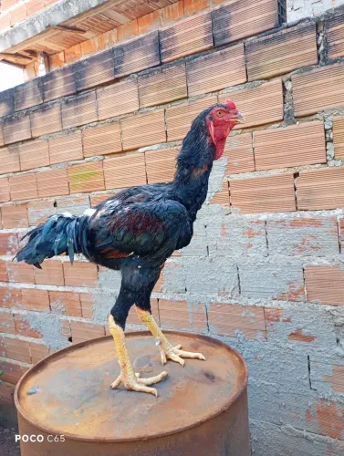 VENDAS DE ÍNDIO Gigante 