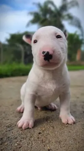 Bull terrier filhotes