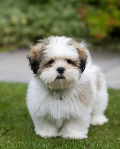 Maravilhoso Lhasa Apso a venda