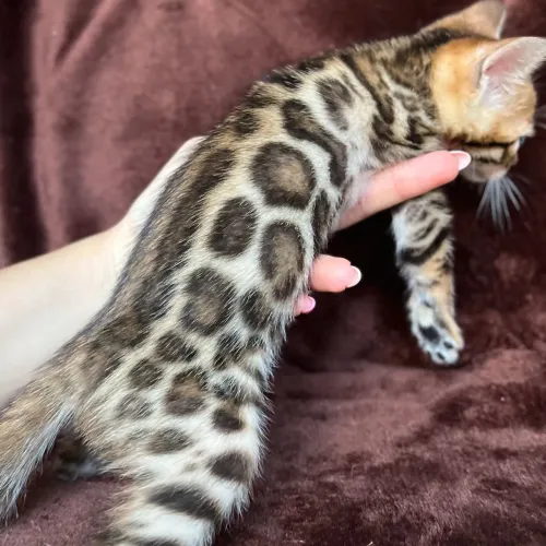 Bengal Cat | Gato Bengal