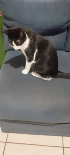 Gato para doação 