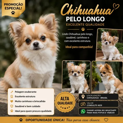? CHIHUAHUA PELO LONGO DE ALTA QUALIDADE ?