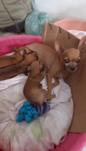 Vendo filhotes de pinscher numeração 0 um macho e duas fêmeas 480