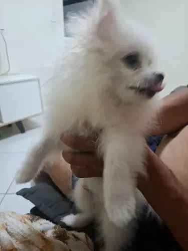 Vendo Spitz Alemão