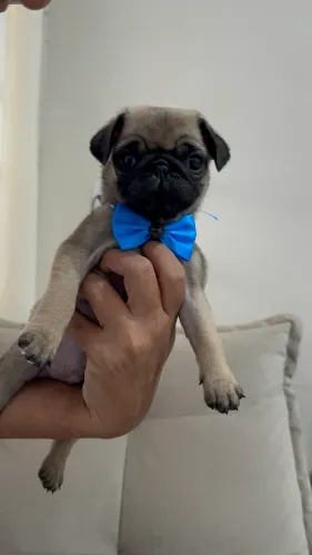 Pug machinho
