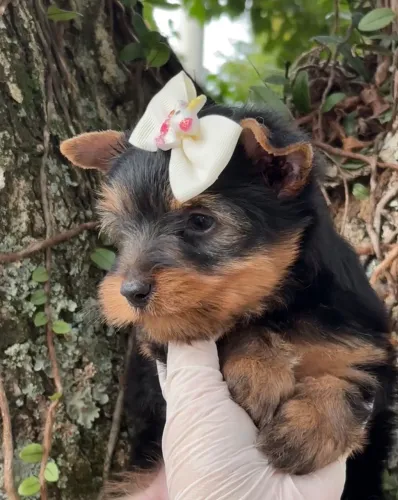 Linda filhote de yorkshire pronta para entrega!
