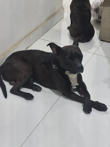 Cachorro para Adoção Responsável