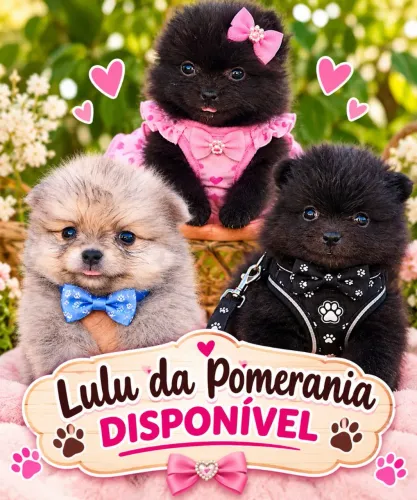 Spitz Alemão