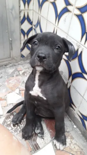 Vendo filhote Labrabull (mestiço de labrador com pitbull)
