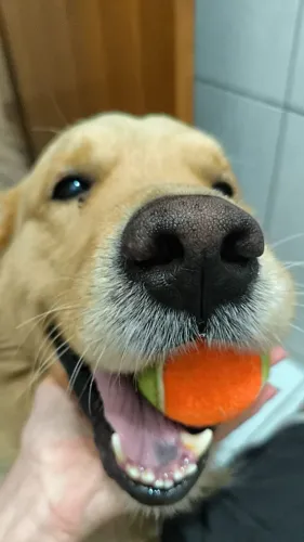 Golden Retriever macho