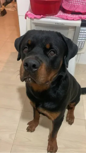 A procura de uma Fêmea