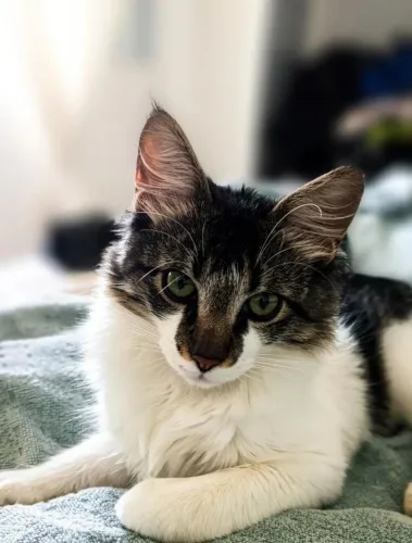 Gato para adoção