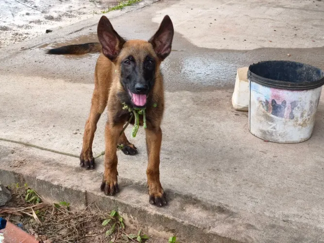 Pastor Belga Malinois