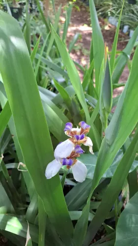 Mudas de Plantas, Folhagens, Plantas ornamentais, viveiro de Plantas