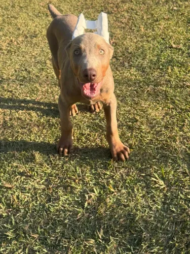 Dobermann filhote Isabela