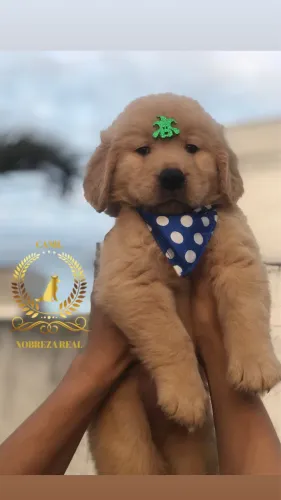 Golden Retriever Macho de Procedencia  do @CanilNobrezaReal