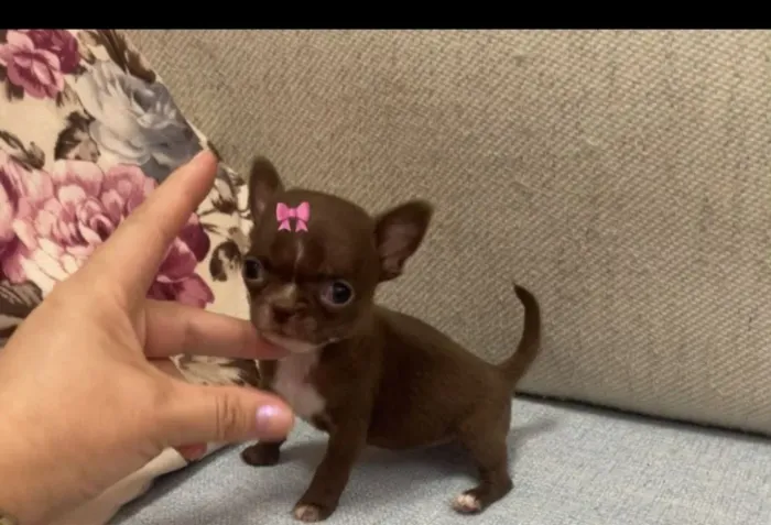 Chihuahua femeas minúsculas com pedigree alto padrao