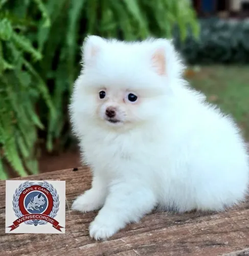 Filhote Mine Spitz Alemão branco