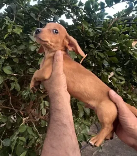 Filhotes de dachshund...Basset ... Salsicha...