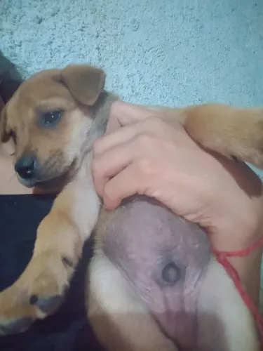 CACHORRO PARA DOAÇÃO!