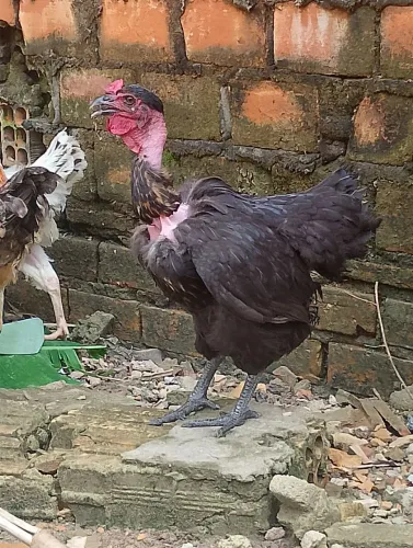Galinha de primeira postura novas gordas 