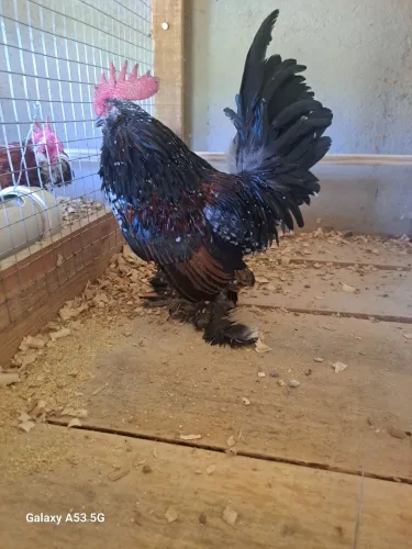 Galo Belgian