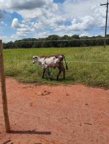 Emprego em fazenda