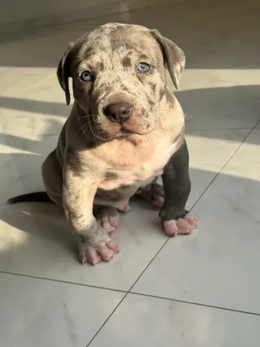 American Bully XL
