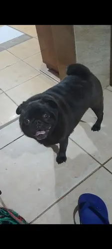 Pug macho castrado