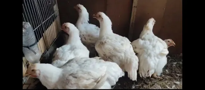 Frango 