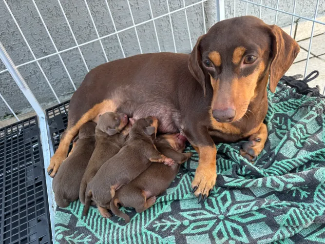 Salsichinhas chocolates - Basset / teckel