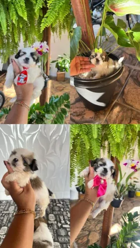 Shih Tzu adorável