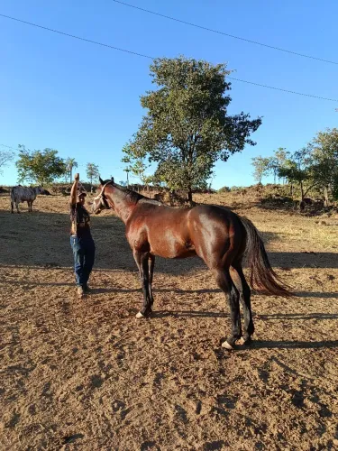 vendo lindo garanhão