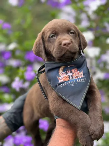 Labrador chocolate - Se deixe encantar por ele.