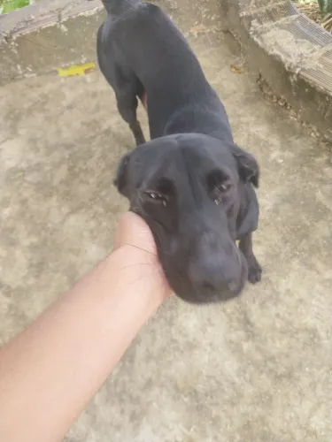 ADOÇÃO!!
