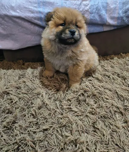 Vendo lindos filhotes de Chow chow