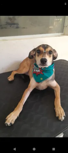 Doar cachorrinha