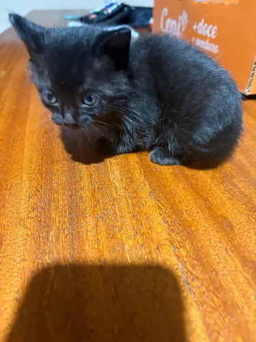 Filhotinho de gato macho ( reservados)
