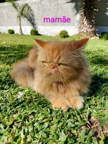 Mamãe+papai= fofura 