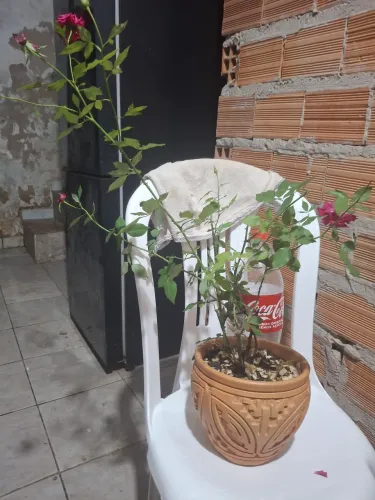 Linda planta no vaso