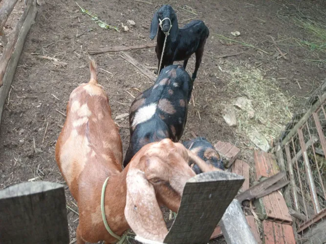 Duas cabras leiteira 