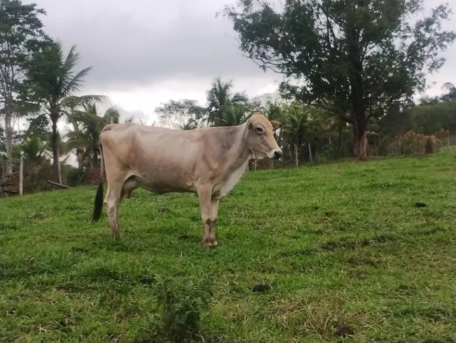 Vendo vacas leiteiras