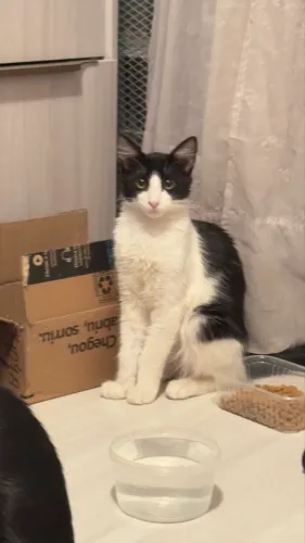 Lindos gatos para adoção - vidas salvas