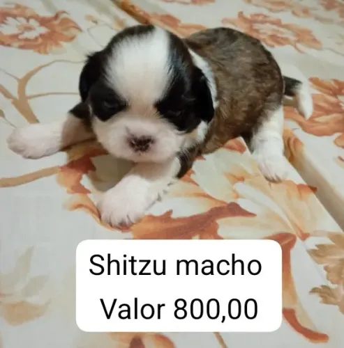 Shitzu